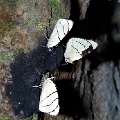 NYMPHALIDAE, Perisama arhoda